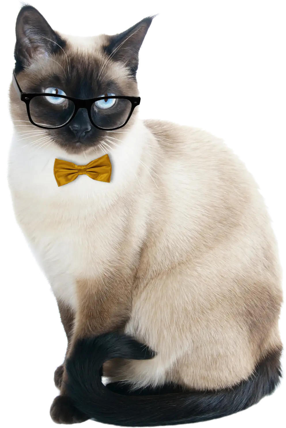 Gato IEB
