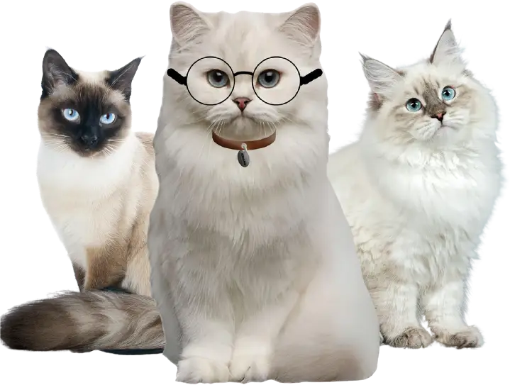 Gato ilustrando a página de erro 404